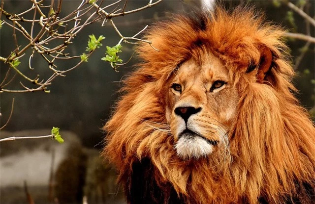 Hổ và sư tử, con nào mạnh hơn? 3 vị vua đã cho chúng đọ sức, kết quả không thể tưởng tượng - Ảnh 1.