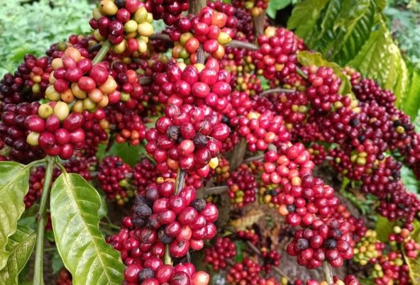 Giá nông sản ngày 26/2/2024: Cà phê và hồ tiêu trụ vững ở mức cao