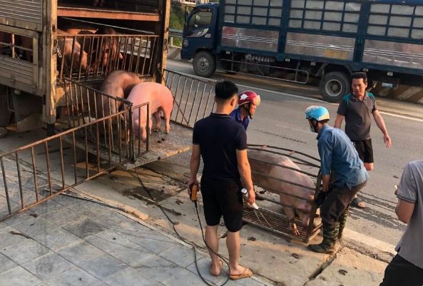 Giá heo hơi hôm nay 26/2/2024: Cao nhất đạt 58.000 đồng/kg