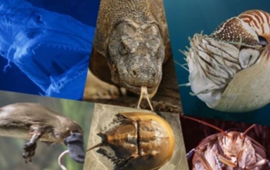 Chiêm ngưỡng những "hóa thạch sống" tồn tại quanh chúng ta