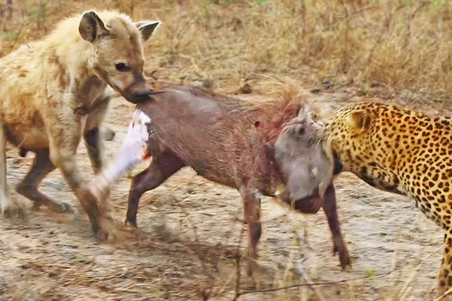 CLIP: Linh cẩu hợp sức với báo hoa mai hạ sát lợn rừng, khi sự việc thành công nhanh chóng ‘trở mặt’