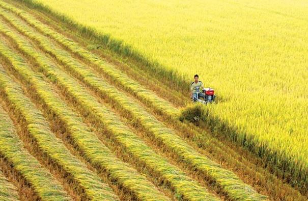 Việt Nam dẫn đầu về cách mạng nông nghiệp xanh