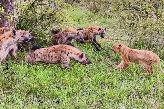CLIP: Chật vật trèo cây để cướp mồi của báo hoa mai, nhưng sư tử vẫn phải ‘nhịn đói’ vì chạm trán kẻ địch ‘không đội trời chung’