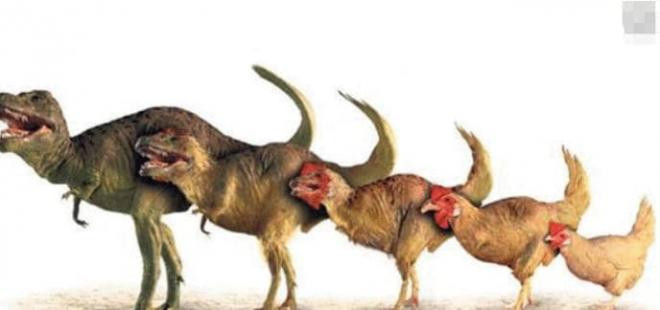 Cái nào có trước, quả trứng hay con gà? Hóa ra tất cả chúng ta đều sai, và các nhà khoa học đã tìm ra câu trả lời