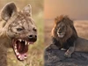 1001 thắc mắc: Sư tử và linh cẩu kẻ nào mạnh hơn?