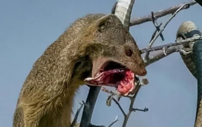 Con rắn độc lên cây ăn trứng chim mà không để ý đến phía sau, đến lúc phản ứng thì đã quá muộn