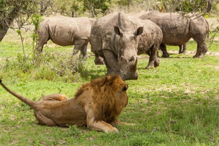 Đâu là loài động vật có thể giết chế được sư tử bên ngoài thiên nhiên hoang dã - Ảnh 3.