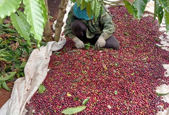 Giá nông sản ngày 27/2/2024: Cà phê quay đầu giảm, hồ tiêu tăng 2.500 đồng/kg