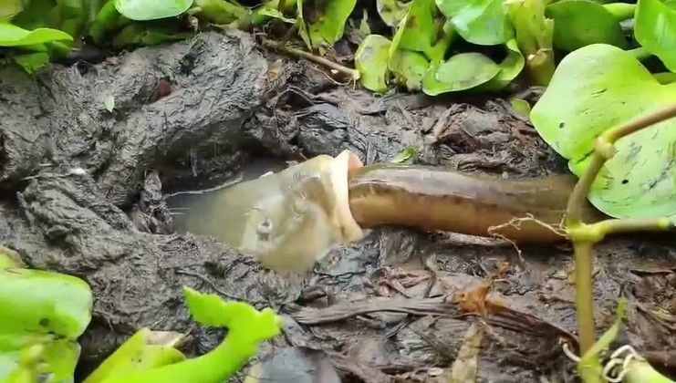 CLIP: Cá nằm yên chờ con mồi tự chui vào miệng, chẳng cần mất sức