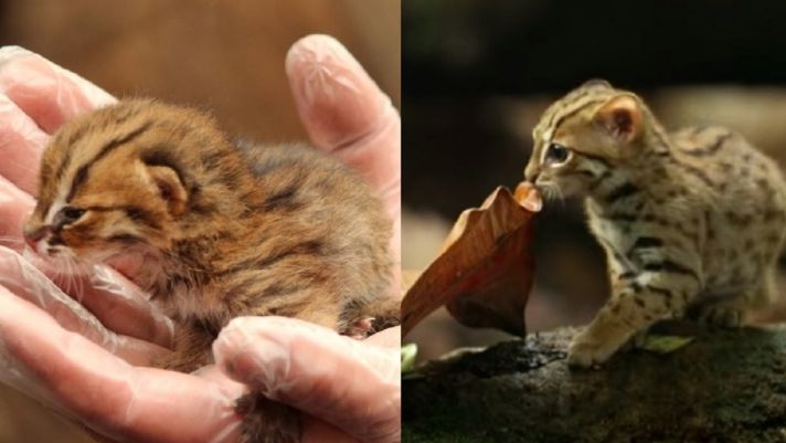 Loài mèo có kích cỡ mini nhưng sở hữu khả năng nhận biết 1 tỷ mùi khác biệt