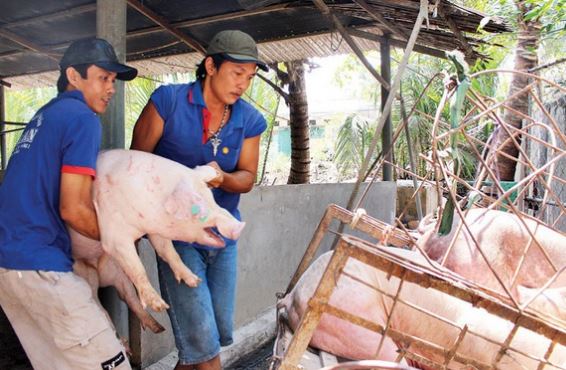 Giá heo hơi hôm nay 27/2/2024: Tăng 1.000 - 2.000 đồng/kg