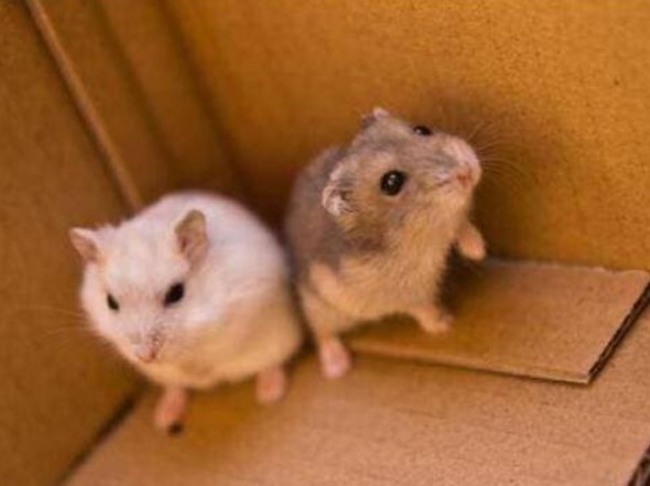 Tại sao động vật có vú lại không thể ăn thịt đồng loại? 'Bệnh chết cười' hay là thể đạm độc?