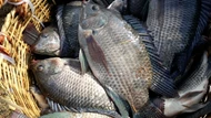 Doanh nghiệp thủy sản đối diện thách thức khi Brazil cấm nhập khẩu cá rô phi 