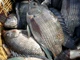 Doanh nghiệp thủy sản đối diện thách thức khi Brazil cấm nhập khẩu cá rô phi 