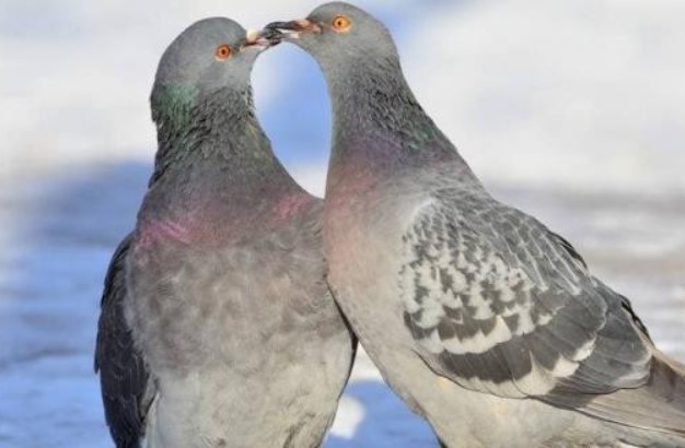 Người ta nói 'một con chim bồ câu bằng chín con gà', liệu thịt chim bồ câu có thực sự thần kỳ đến vậy? Ăn thịt chim bồ câu có lợi gì? Ai nên kiêng kị?