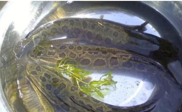 Mặc dù loài cá nước ngọt này rất ngon, nhưng thực ra lại cực kỳ hung dữ, thậm chí ăn thịt cả đồng loại của mình!