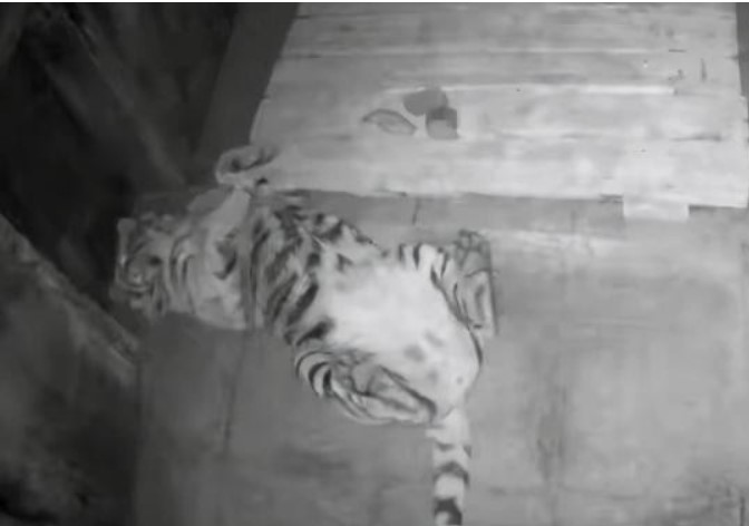 Sau khi hổ ăn thịt người, tại sao phải giết nó? Nếu bạn gặp hổ Siberia ngoài tự nhiên thì sao?