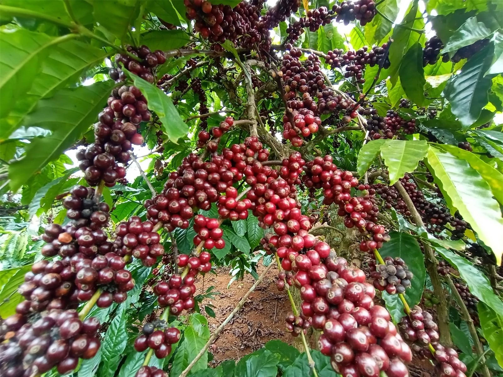 Giá nông sản ngày 28/2/2024: Cà phê quay đầu tăng, hồ tiêu biến động 500 - 1.000 đồng/kg