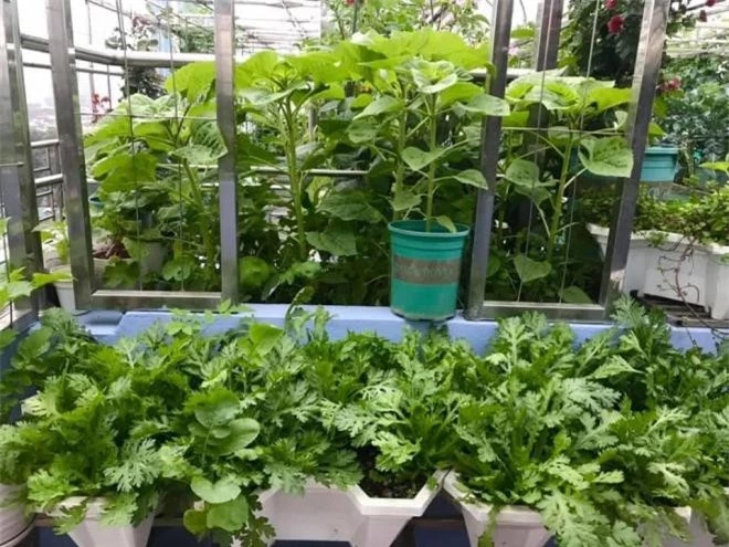 cách trồng rau xà lách  1