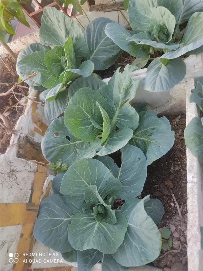 trồng rau trong thùng xốp 4