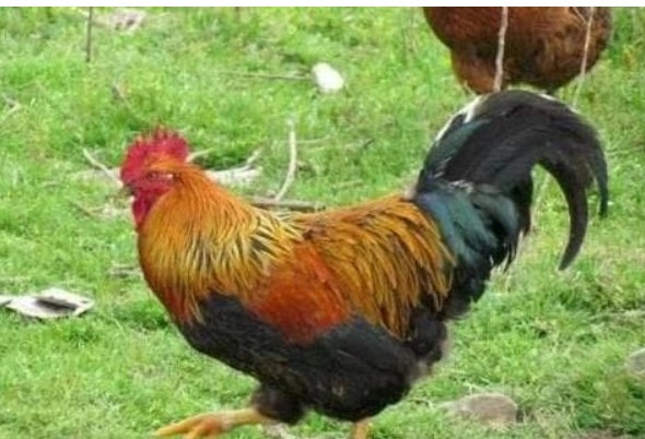 Nếu con người chúng ta không ăn thịt gà, một con gà có thể sống được bao lâu, bạn có biết không?