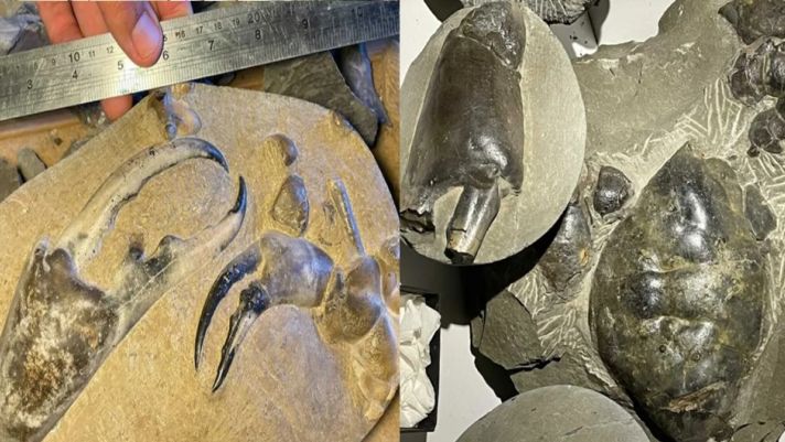 Móng vuốt cua hóa thạch lớn nhất từng được phát hiện có tuổi đời 8 triệu năm gây kinh ngạc