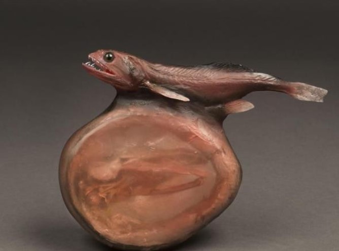 Loài cá ăn thịt đáng sợ nhất trong tự nhiên - cá dĩa đen có thể nuốt chửng con mồi gấp 10 lần trọng lượng cơ thể của nó