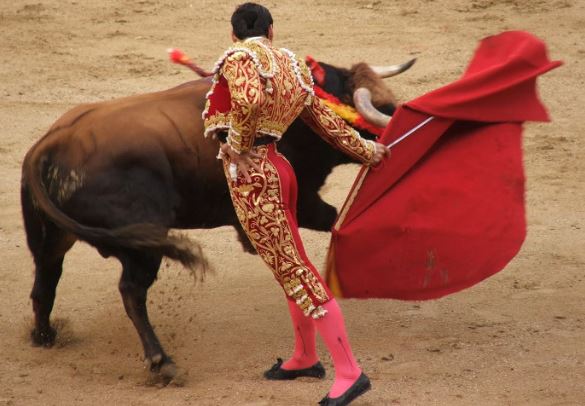 Bò tót bị mù màu, vì sao chúng lại 'nổi điên' với màu đỏ? 