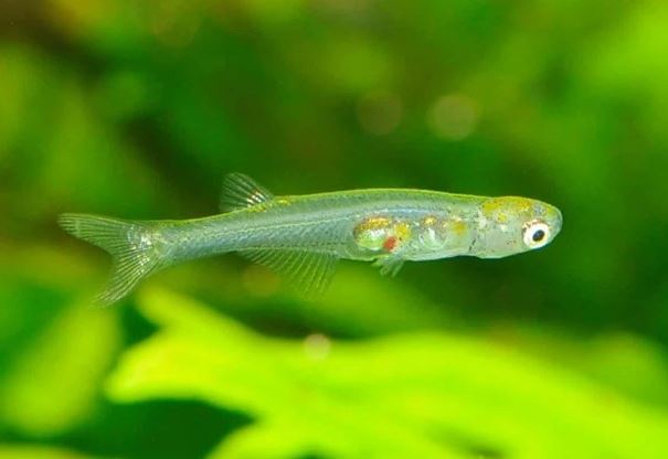 Bí ẩn đằng sau loài cá nhỏ chỉ bằng móng tay phát ra âm thanh như còi xe cứu thương