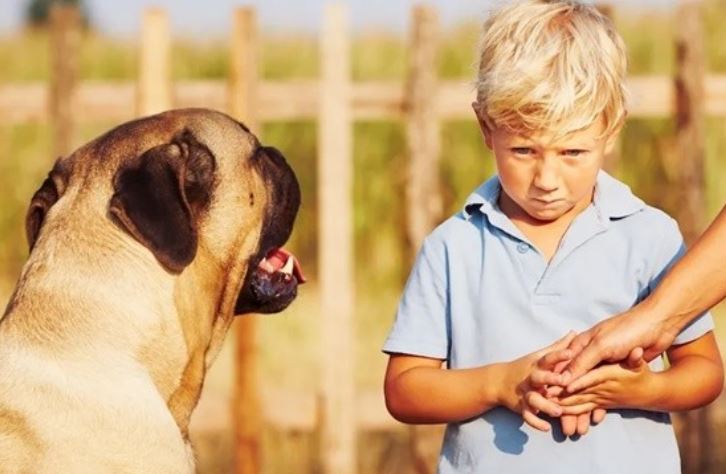 Tiết lộ bí ẩn về những loài động vật có thể ngửi thấy mùi sợ hãi ở con người