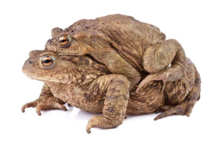 Cóc mía điên cuồng như thế nào? Cưỡi trăn theo đàn và đầu độc chó, cá sấu cũng không dám ăn thịt