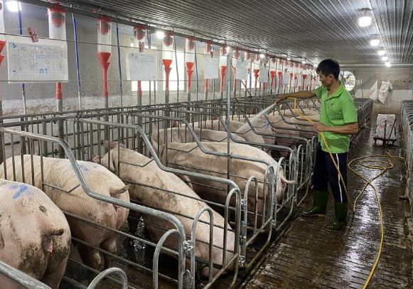 Giá heo hơi hôm nay 28/2/2024: Giảm nhẹ, cao nhất đạt 58.000 đồng/kg