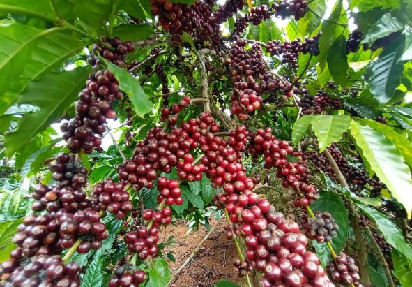 Giá nông sản ngày 28/2/2024: Cà phê quay đầu tăng, hồ tiêu biến động 500 - 1.000 đồng/kg