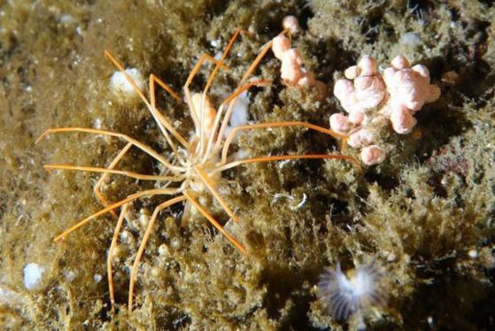 Bí mật sinh sản của nhện biển khổng lồ cuối cùng cũng được tiết lộ sau 140 năm