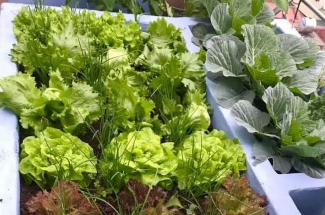 Kinh nghiệm trồng rau xà lách trong thùng, chậu để rau xanh mướt, ăn được quanh năm