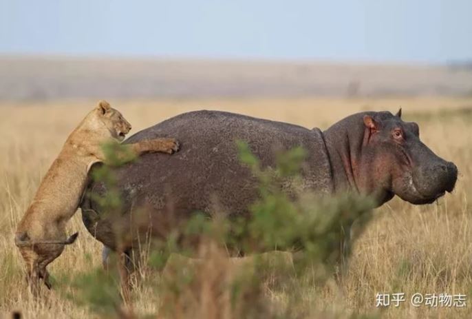 Vì sao hà mã luôn bắt nạt cá sấu, nhưng khi gặp sư tử, chúng lại trở thành 'anh hùng rơm'?