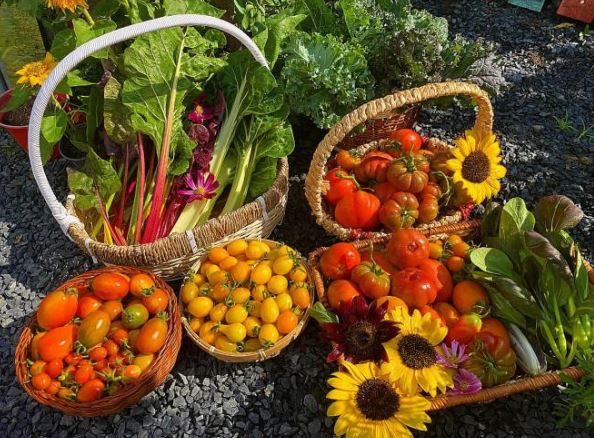 Muốn trồng rau xanh, cà chua và cây ăn quả tươi tốt, sai trĩu trong thùng xốp nhất định nên biết một số mẹo này