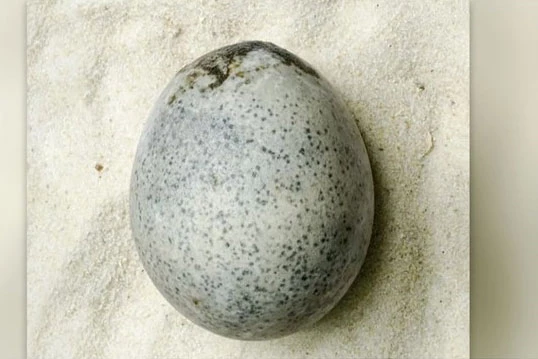 Những hình ảnh quét gần đây về quả trứng gà 1.700 năm tuổi cho thấy nó vẫn chứa chất lỏng và bọt khí (Ảnh: Khảo cổ học Oxford)