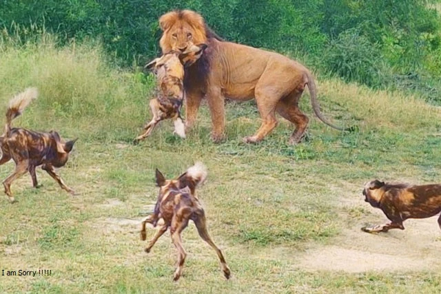 Sư tử hạ sát chó hoang.