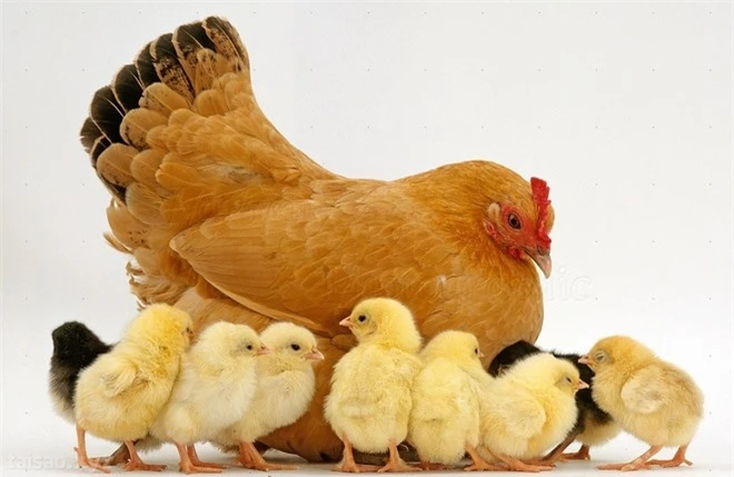 Vì sao gà đẻ gần như mỗi ngày mà mọi quả trứng đều nở ra cùng lúc? - Ảnh 2.