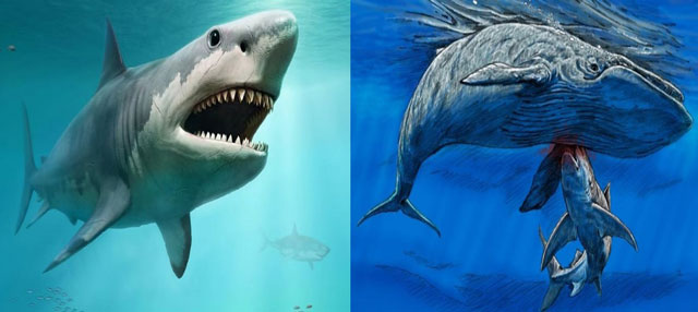 Hai loài cá mập cổ đại mới được phát hiện trong hệ thống hang động dài nhất thế giới