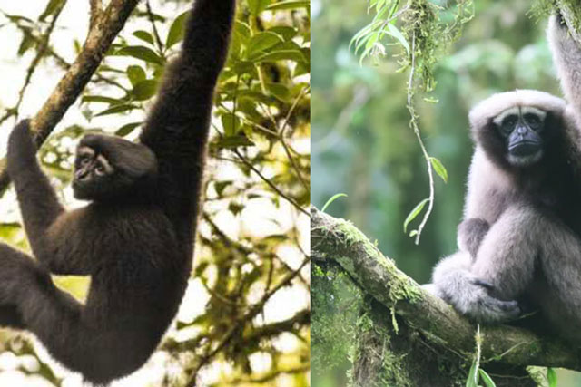Một loài vượn gần như tuyệt chủng lại được tìm thấy bằng tiếng kêu 'tình ái' giữa con đực và con cái