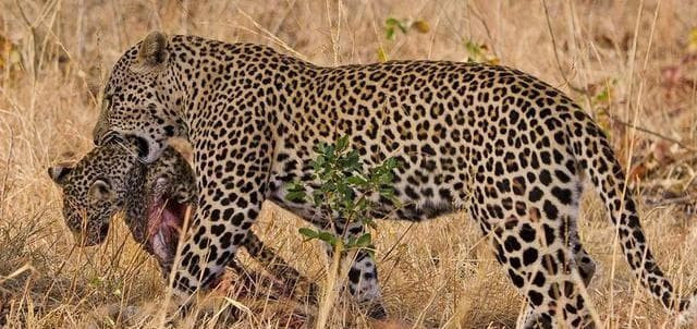 Con vật nào sẽ ăn thịt con cái của chúng? Bạn có thể thông cảm sau khi biết lý do