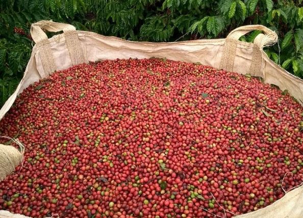 Giá nông sản ngày 29/2/2024: Cà phê quay đầu giảm, hồ tiêu tăng mạnh