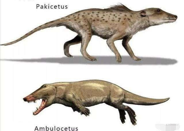 Con vật nào đã tiến hóa thành cá voi? Bạn sẽ 'choáng váng sau khi đọc'?