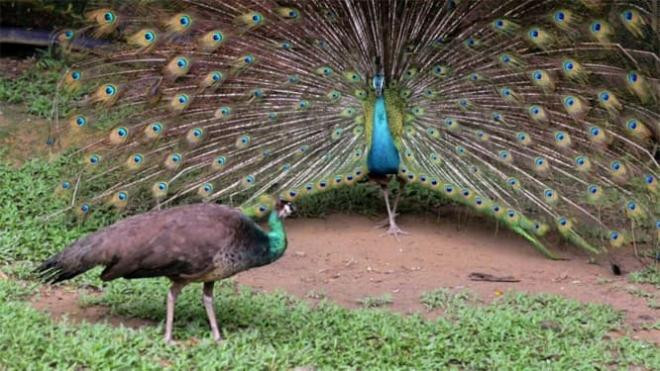 Tại sao trong tự nhiên hầu hết con đực đẹp hơn con cái? Đối với con người có giống con vật không?