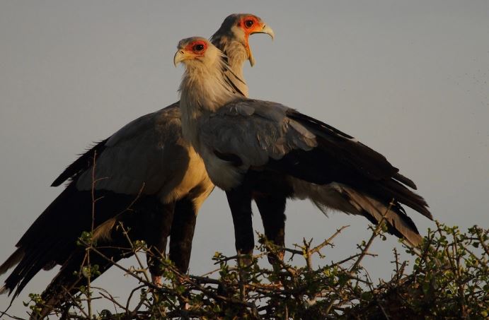Vì sao diều ăn rắn thường được gọi là 'chim thư ký'?
