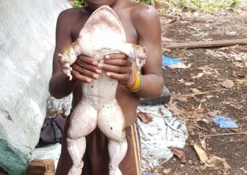 Kỳ lạ, loài ếch ở quần đảo Salomon to gần bằng con người