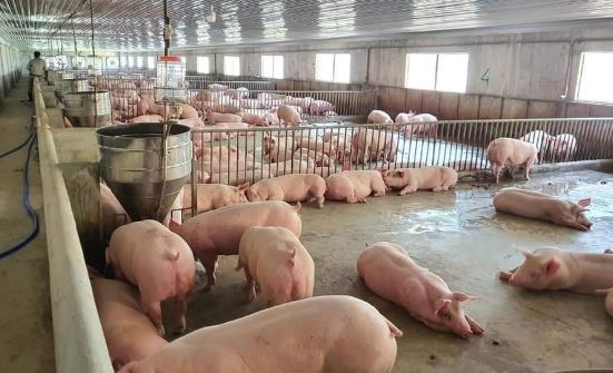 Giá heo hơi hôm nay 29/2/2024: Tăng giảm trái chiều 1.000 đồng/kg