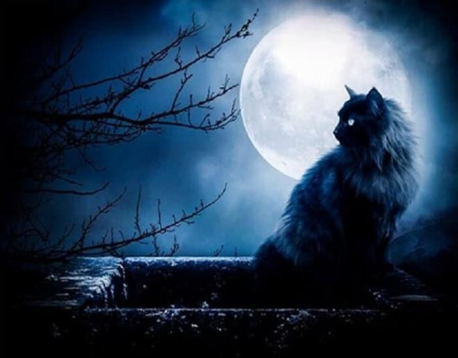 Nếu những con vật chứa đầy 'sát khí' này đi vào nhà, hãy thật cẩn thận, tai họa có thể ập đến bất cứ lúc nào